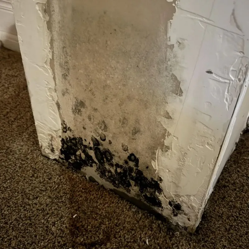 Professional Mold Removal in Waterville, OH